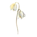 Watercolor Spring white Scilla flowers isolated on white background. Forest flowers liverwort, scilla, coppice