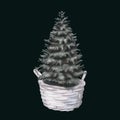 Watercolor spruce in the basket. Christmas Snow Tree. Realistic illustration.