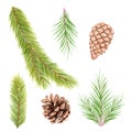 Watercolor spruce branch and pine cones set isolated on white