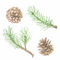 Watercolor spruce branches and cones