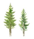 Watercolor spruce on an isolated white background. Element for design.