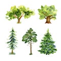 Watercolor spruce trees, oak tree, pine trees with grass isolated on a white background Royalty Free Stock Photo