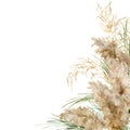 Watercolor square frame of gold and green pampas grass. Hand painted linear border of exotic dry plant isolated on white