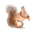 Watercolor squirrel.