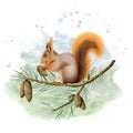Watercolor squirrel sitting on spruce tree branch with pine cones illustration of forest animal on green blue background Royalty Free Stock Photo