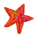 Watercolor starfish