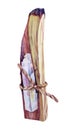Watercolor stick of palo santo tree incense wood bandaged with crystal isolated on white background. Hand drawn