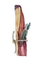 Watercolor stick of palo santo tree incense wood bandaged with herbs leaves isolated on white background. Hand drawn