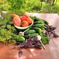 Watercolor. Still life of vegetables, berries, spices on a garden table. Cucumber, red currant and garlic. Sprigs of dill and Royalty Free Stock Photo