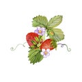 Watercolor strawberry branch. Illustration isolated on white background. Royalty Free Stock Photo