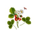 Watercolor strawberry bush with berries and flowers, with a ladybug on a white background. Illustration of food. Berry composition Royalty Free Stock Photo