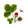 Watercolor strawberry bush with berries and flowers, with a ladybug on a white background. Illustration of food. Berry composition Royalty Free Stock Photo