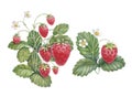 Watercolor strawberry bush Royalty Free Stock Photo