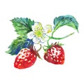 Watercolor strawberry with flowers Royalty Free Stock Photo