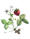 Watercolor strawberry with flowers on white background. Royalty Free Stock Photo