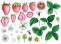 5032 Watercolor strawberry plant painted set.