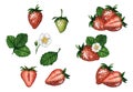 Watercolor strawberry set with red and green berries, leaves and flowers isolated on white background, hand painted watercolor Royalty Free Stock Photo