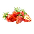 Watercolor strawberry and sliced strawberries isolated