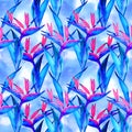 Watercolor strelitzia seamless pattern. Seamless pattern with tropical jungle strelitzia flowers. Watercolor pattern Royalty Free Stock Photo