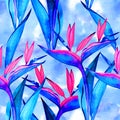 Watercolor strelitzia seamless pattern. Seamless pattern with tropical jungle strelitzia flowers. Watercolor pattern Royalty Free Stock Photo