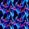Watercolor strelitzia seamless pattern. Seamless pattern with tropical jungle strelitzia flowers. Watercolor pattern Royalty Free Stock Photo