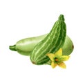 Watercolor striped and green squashes with yellow flower isolated on white background.