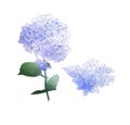 Watercolor style branch of hydrangea flowers. Set of Isolated florals object on white background. Royalty Free Stock Photo