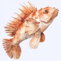 Watercolor Style Clipart Of Brownish Monkfish On White Background