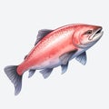 Watercolor Style Clipart Of Red Fly Salmon Swimming In The Sea