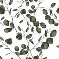 Seamlessr pattern with eucalyptus. Hand painted floral ornament with silver dollar, seeded and baby eucalyptus Royalty Free Stock Photo
