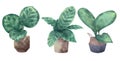 Watercolor style illustration of different exotic `Calathea` houseplants like Calathea `Zebrina` , `Makoyana` and `Roseopicta`
