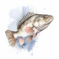 Watercolor Style Largemouth Bass Fish Clipart On White Background
