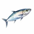 Watercolor Style Mackerel Clipart On White Background Royalty Free Stock Photo