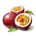 Watercolor-Style passion fruit with White Background Royalty Free Stock Photo