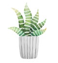 Watercolor style succulent houseplant haworthia in white flower pot isolated on white background