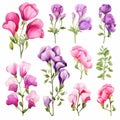 Watercolor Style Sweet Pea Flowers: Detailed Botanical Illustrations In Purple And Pink