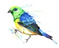 Watercolor style vector illustration of bird.