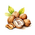 Watercolor-Style a walnuts with White Background Royalty Free Stock Photo