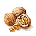 Watercolor-Style a walnuts with White Background Royalty Free Stock Photo
