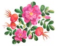 Watercolor stylized dog roses illustration flowers, leaves, rose hip Royalty Free Stock Photo