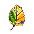 Watercolor stylized graphic autumn leaf