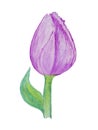 Watercolor, stylized lilac tulip for romantic compositions.