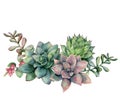 Watercolor succulent bouquet with berries. Hand painted green and violet flowers, branch and red berries isolated on