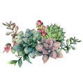 Watercolor succulent bouquet with red berries. Hand painted green and violet flowers, branch and hypericum isolated on