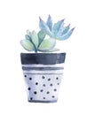 Watercolor succulent in a flowerpot.