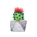 Watercolor succulent in a flowerpot.