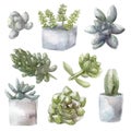 Watercolor succulent green plants collection illustration, isolated on white background