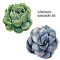 Watercolor succulent set. Hand painted floral illustration with green and violet cactus isolated on white background