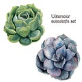 Watercolor succulent set. Hand painted floral illustration with green and violet cactus isolated on white background. Botanical il