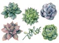 Watercolor succulents set. Hand painted green, violet, pink cacti isolated on white background. Botanical illustratio